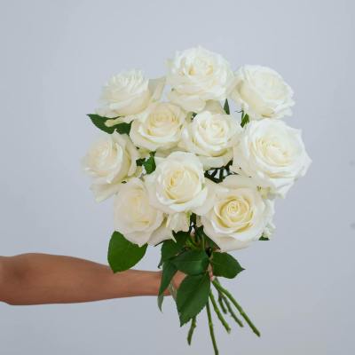 Rose-Proud fresh cut rose wholesale from China