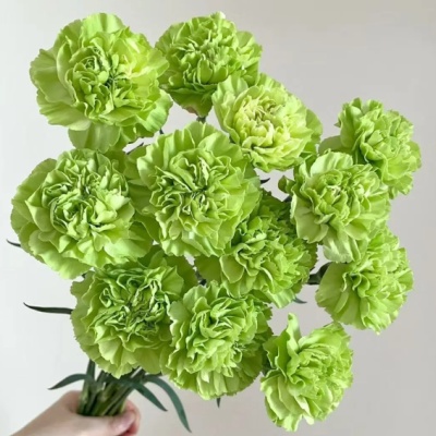 Sim Carnation Green fresh cut rose wholesale from China