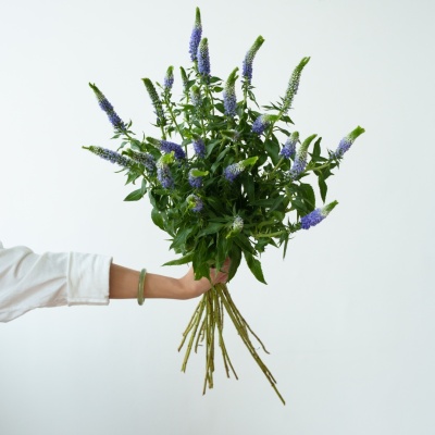Veronica Purple fresh cut rose wholesale from China
