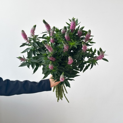 Veronica Pink fresh cut rose wholesale from China