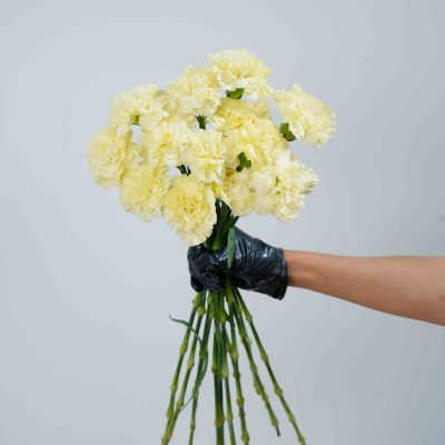 Sim Carnation Yellow fresh cut rose wholesale from China