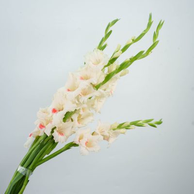 Gladiolus-Ajax fresh cut rose wholesale from China