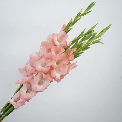 Gladiolus-Pink fresh cut rose wholesale from China
