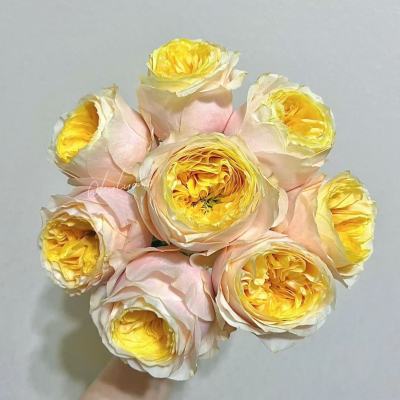 Rose-Teresa fresh cut rose wholesale from China