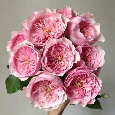 Rose-Kylie fresh cut rose wholesale from China