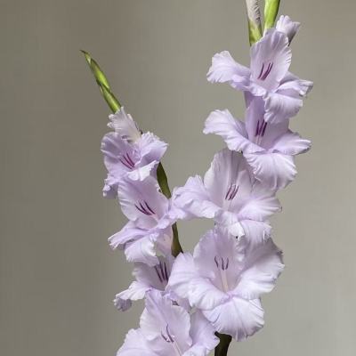 Gladiolus-Orchid Mist fresh cut rose wholesale from China