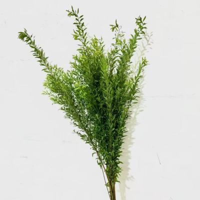 Snow Willow fresh cut rose wholesale from China