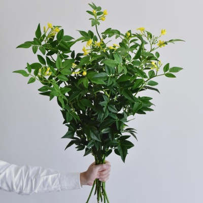 Nine Star Leaf fresh cut rose wholesale from China